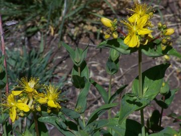 Hypericum perforatum e H. perfoliatum